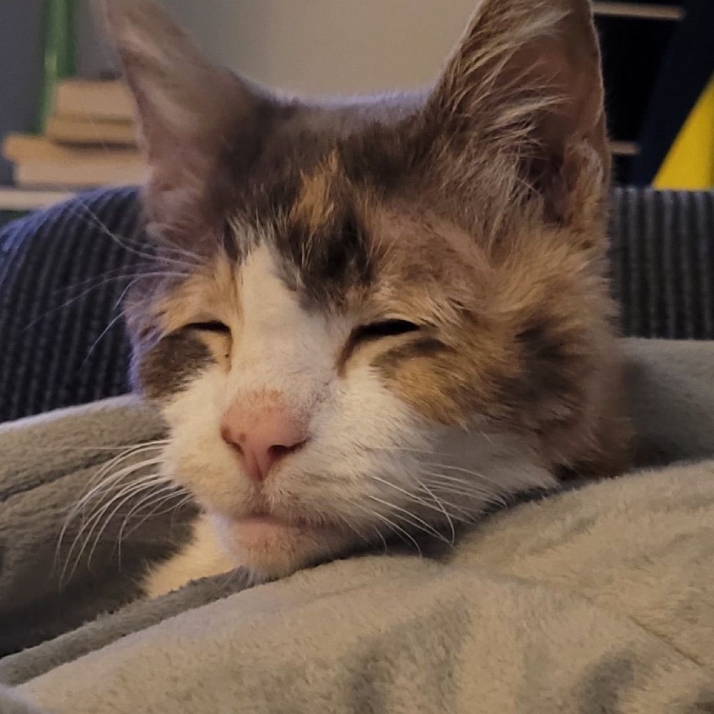 vee