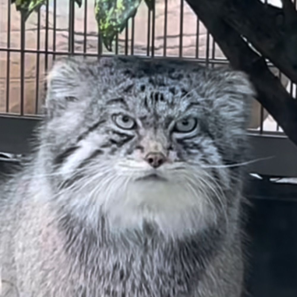 もこもこ