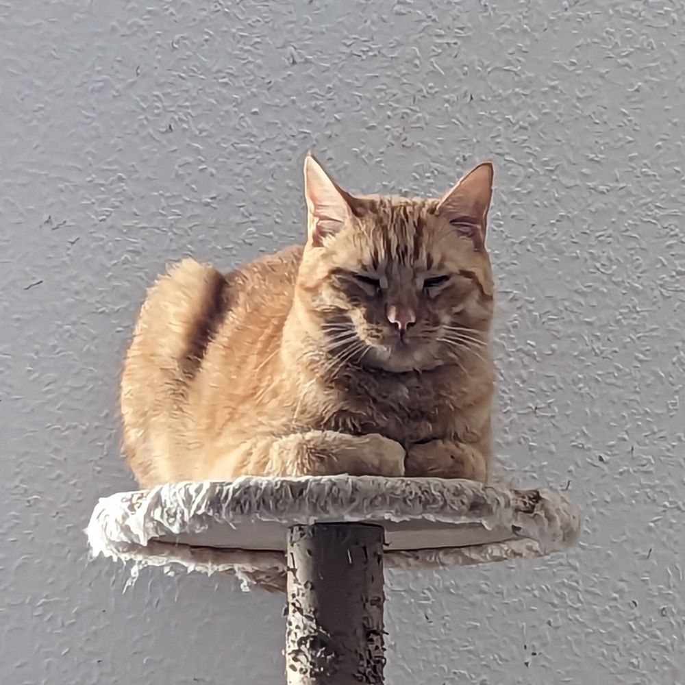 Anton 