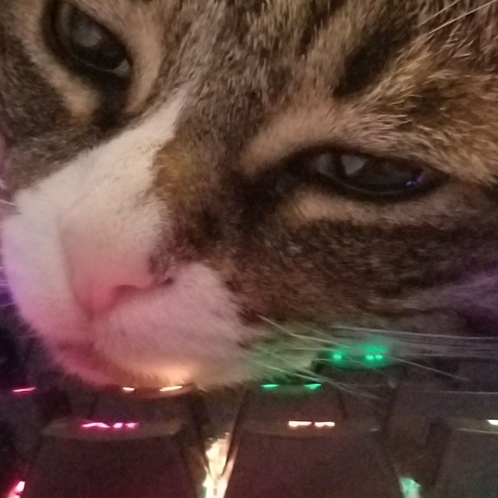 cait (ft. space the cat)