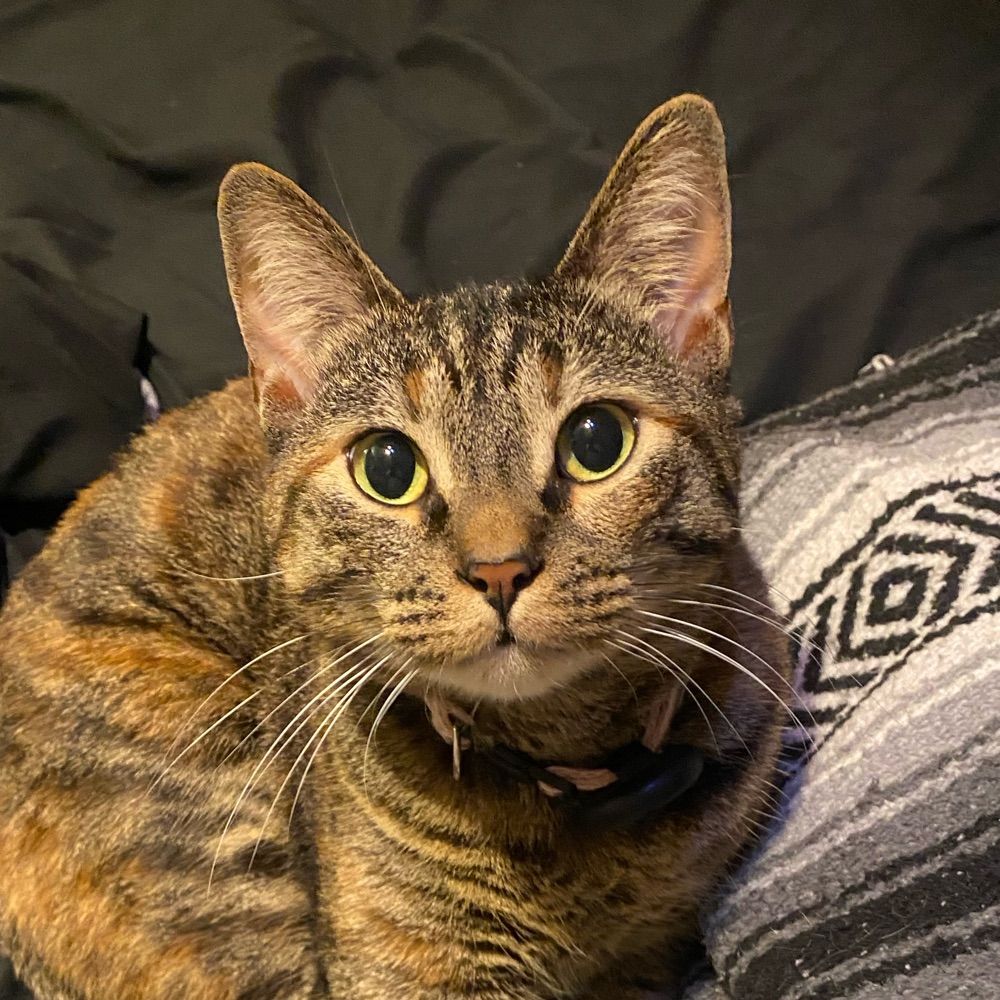 Baby Princess Poopy Pants