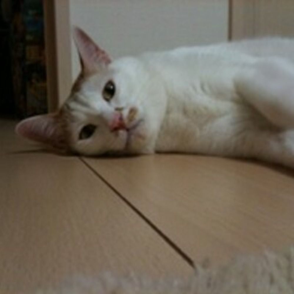 akitok