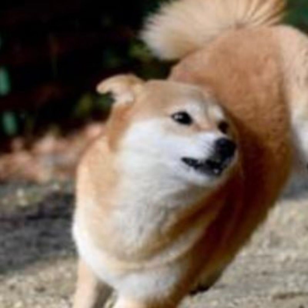 イヌ