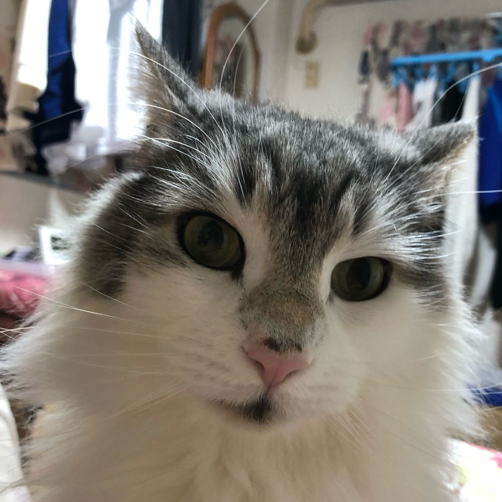 ノル猫