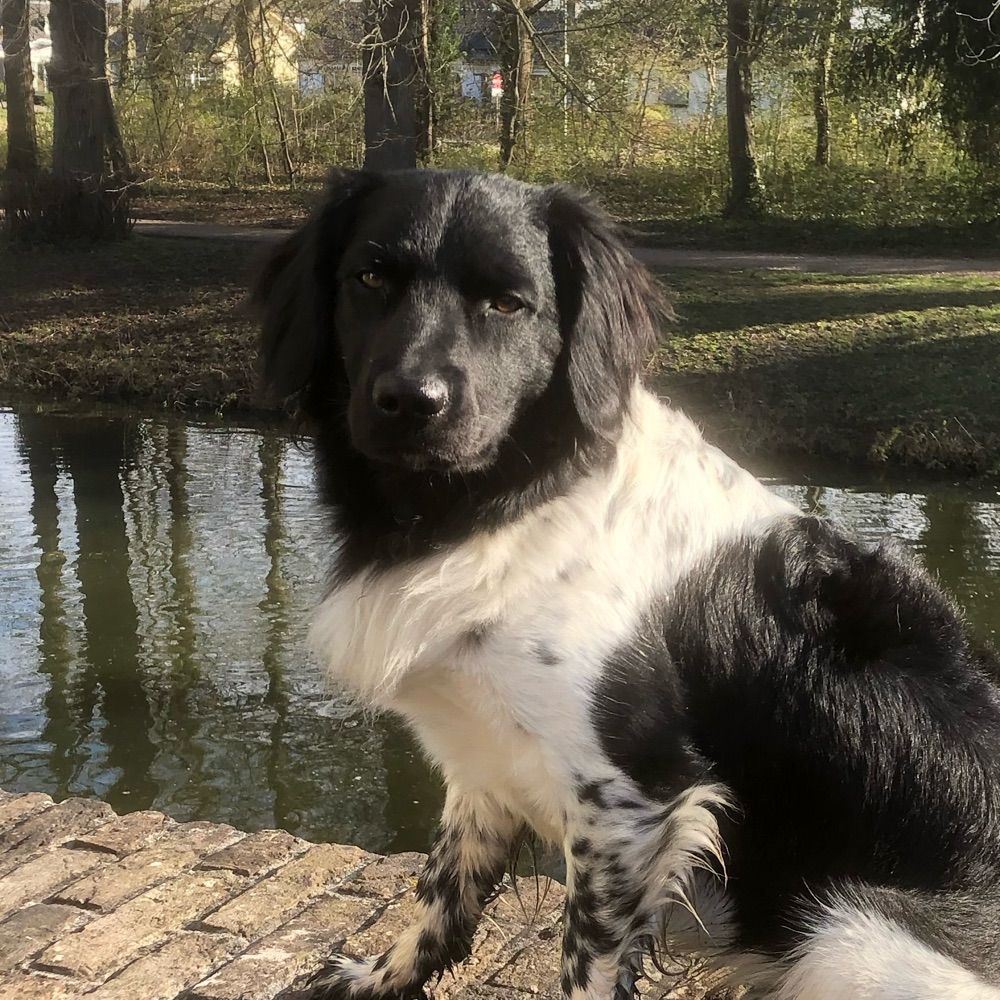 Bastiaan uit Zoelen