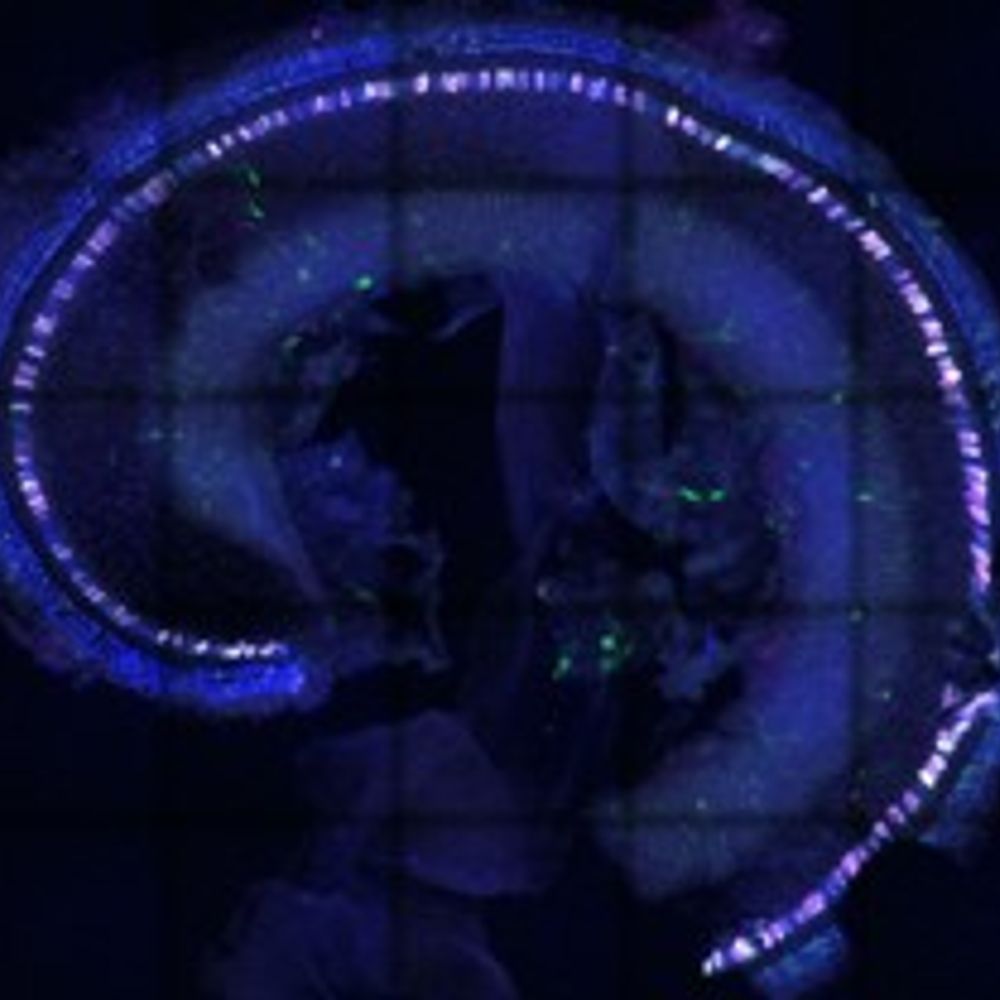 Reisinger Lab