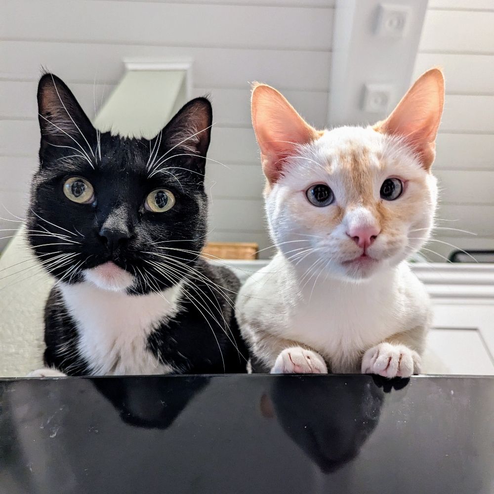 Squancho & Chablis