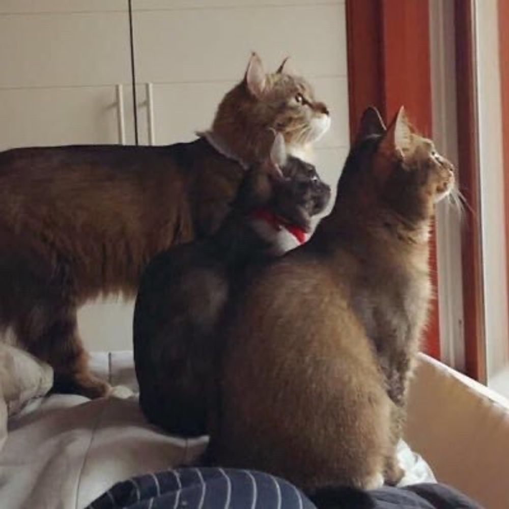 범단랑🐯🦁🐣