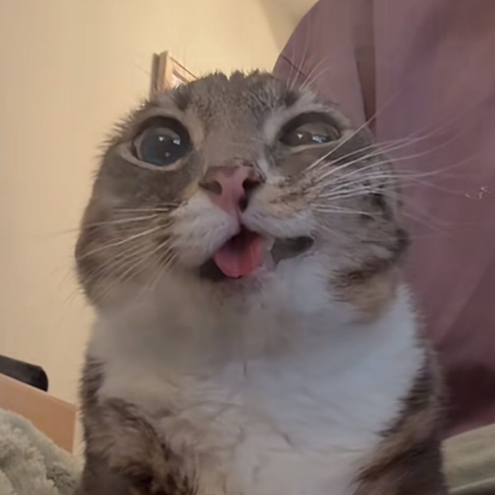 lil fucka