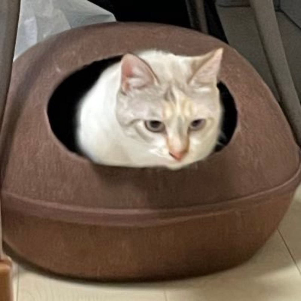 🌴季夜師@土建大家🐈