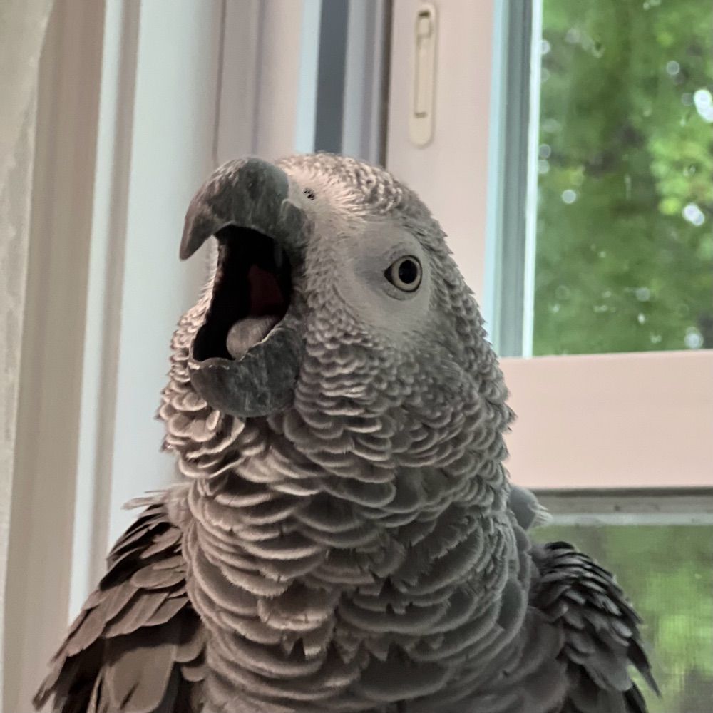 Symon the African Grey Parrot