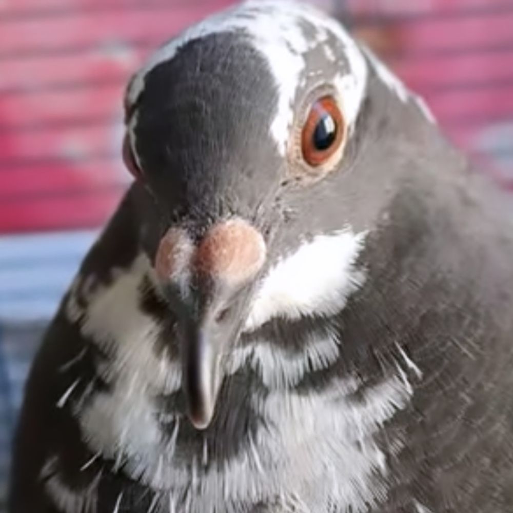 Lucky Pigeon