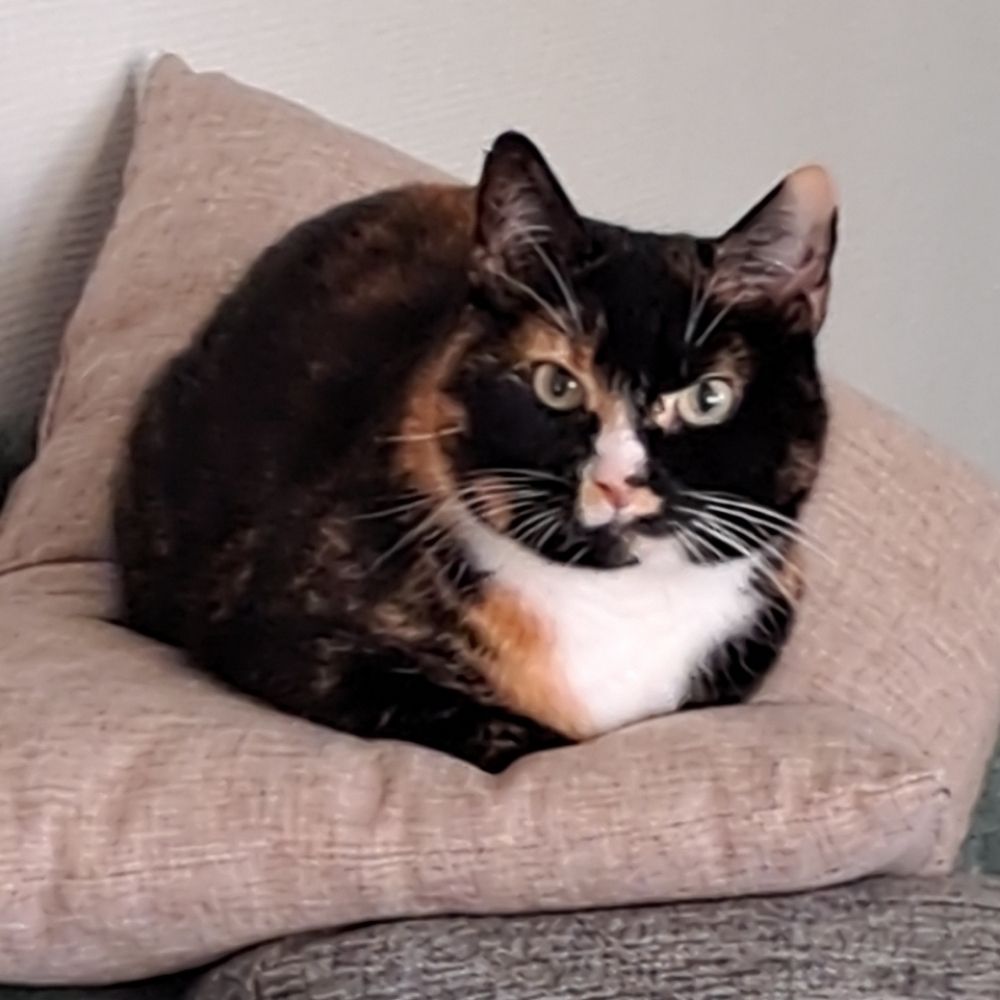 Teemy