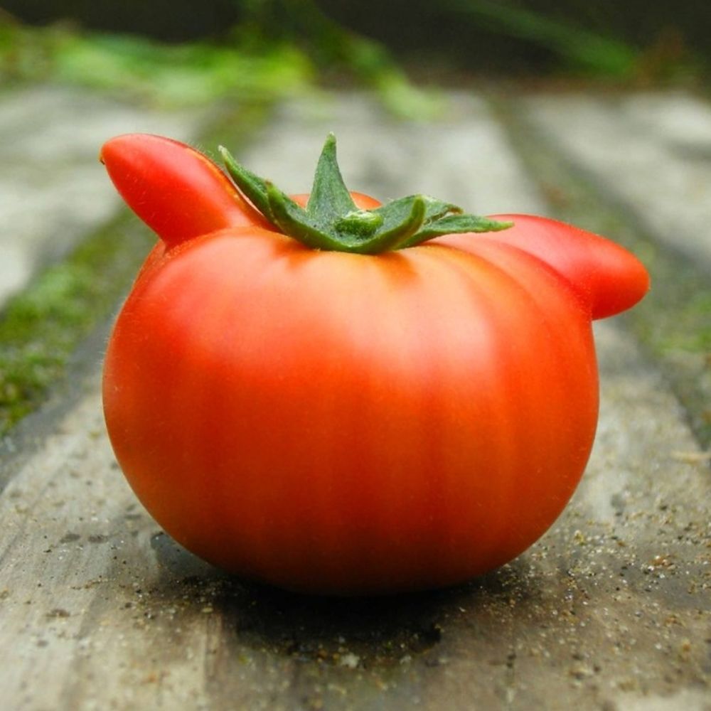 sogafarm Tomato　フルーツトマトの曽我農園
