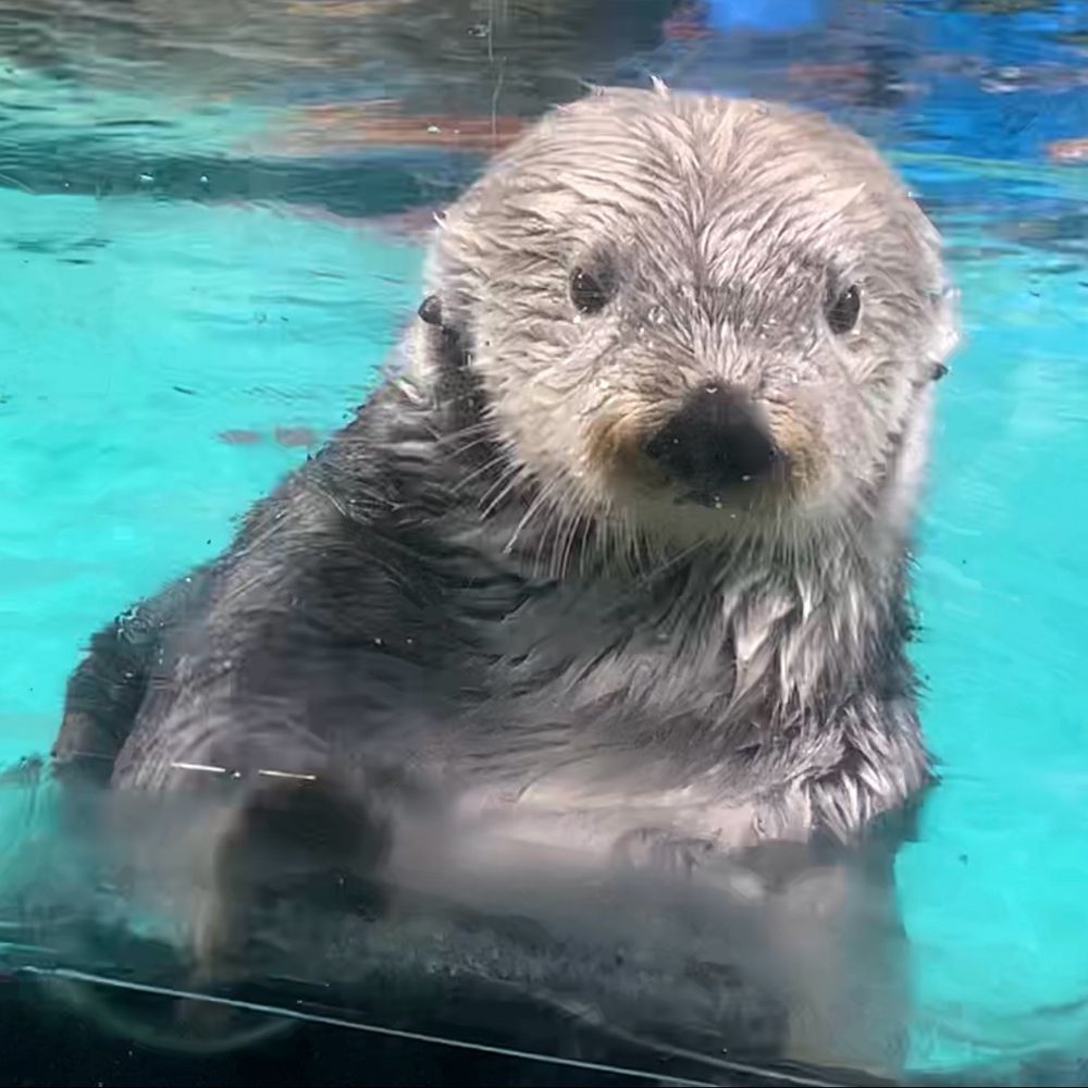 まゆっこ