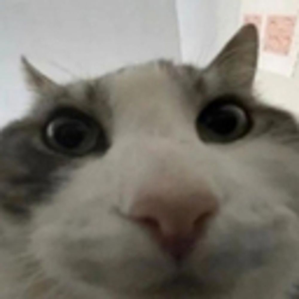 normal cat