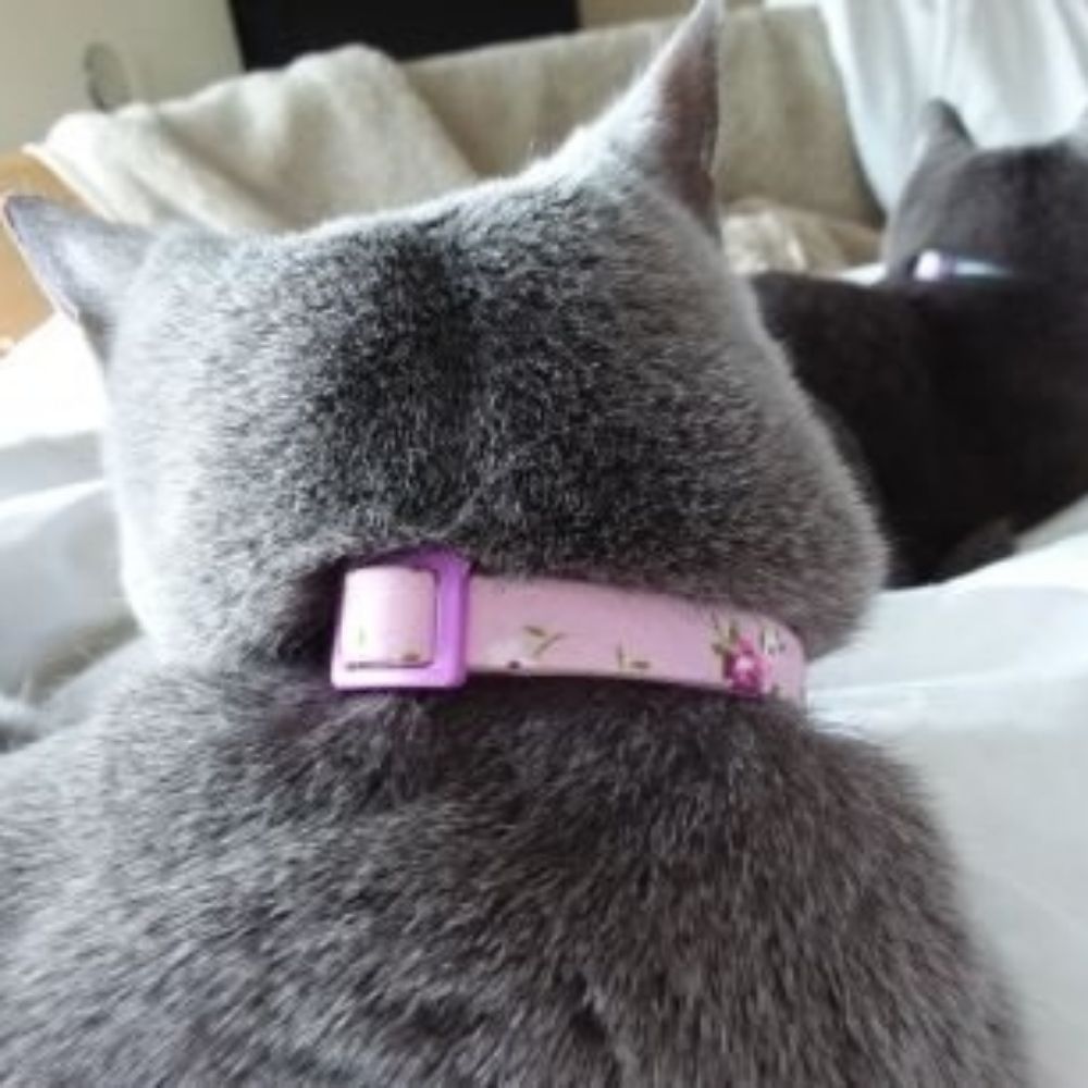 Anushka the Cat