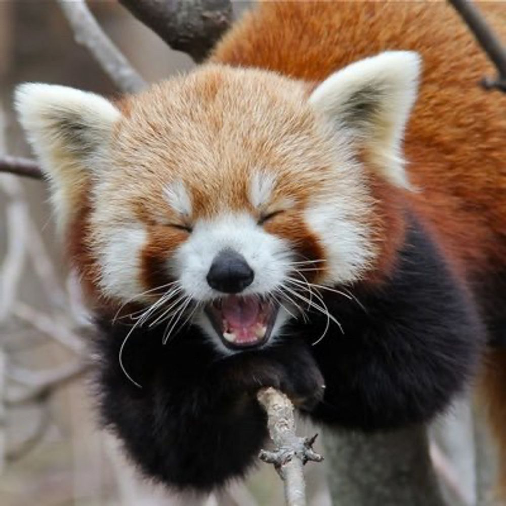 Opinionated Red Panda