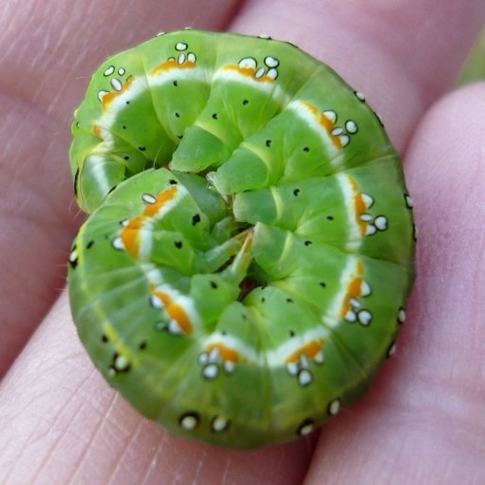 gecko