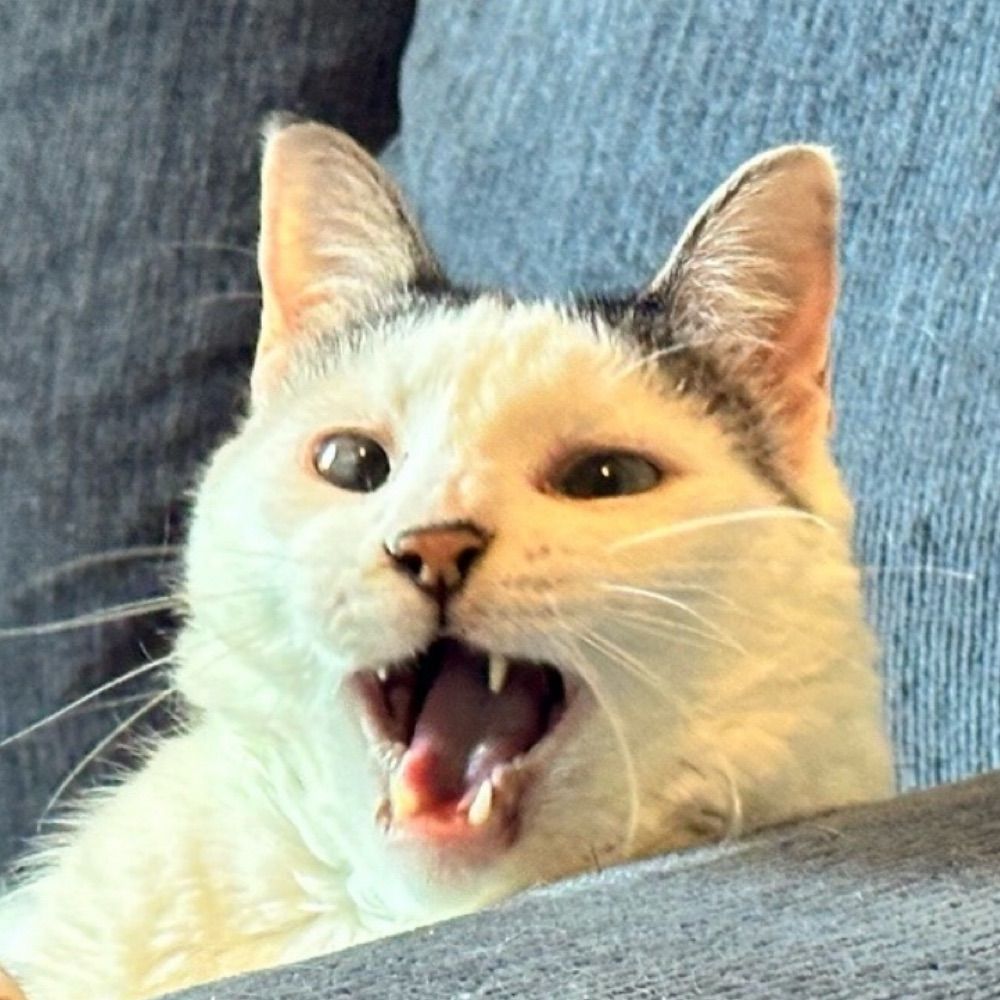 Catz