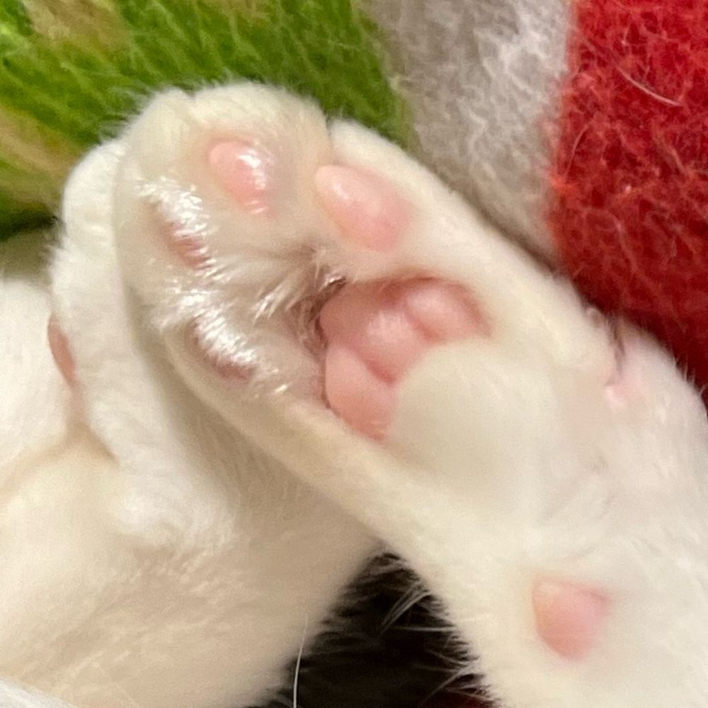 みどりいろ