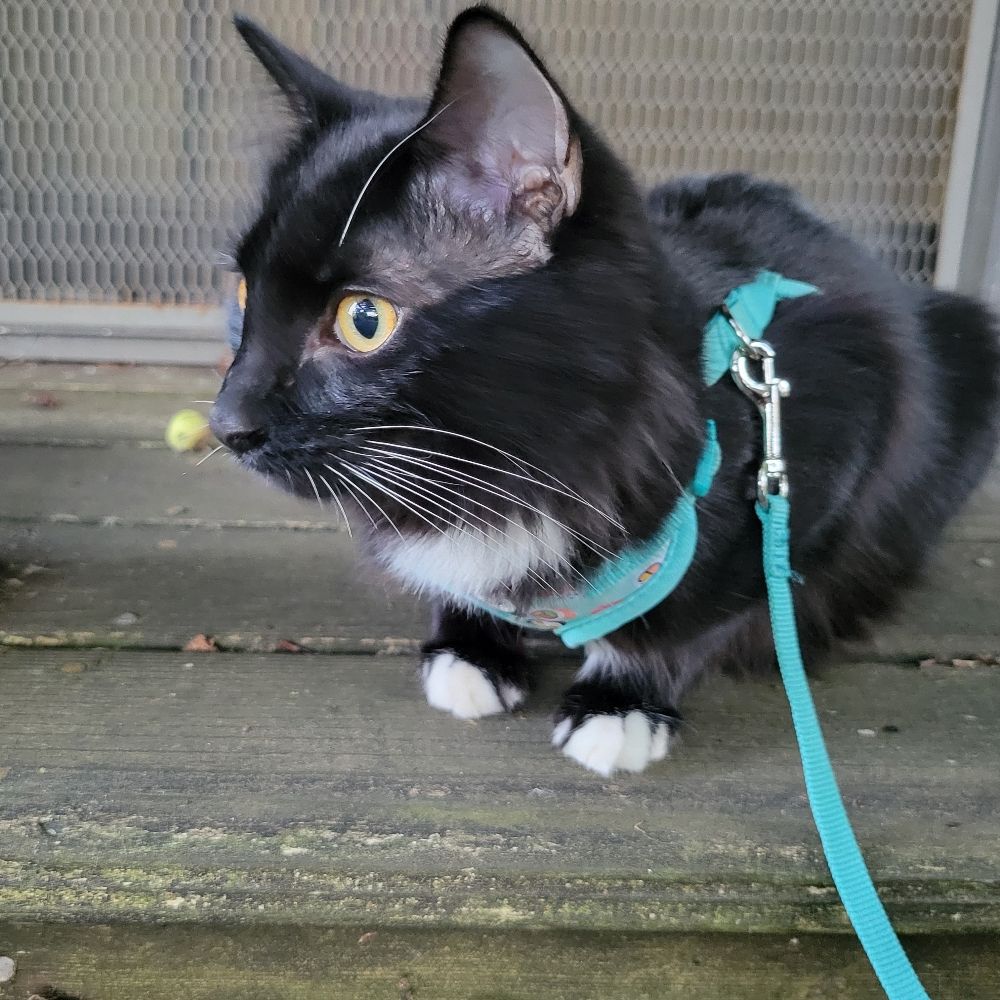 The Otterly Adorable Cat