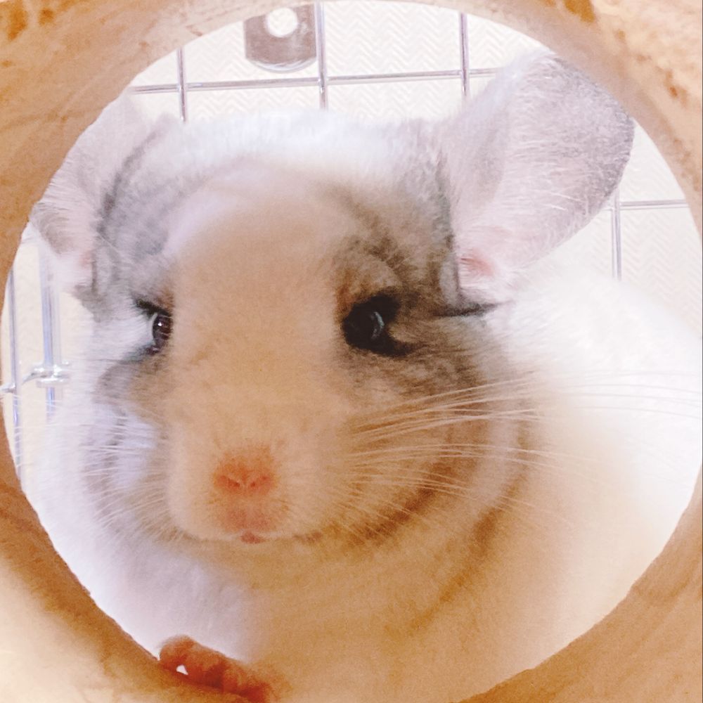 さとちゃん