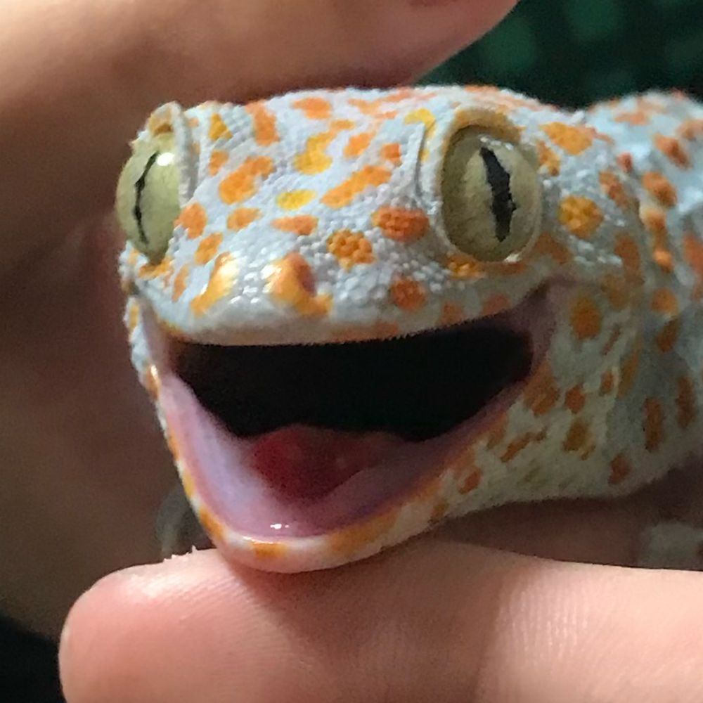 🍆