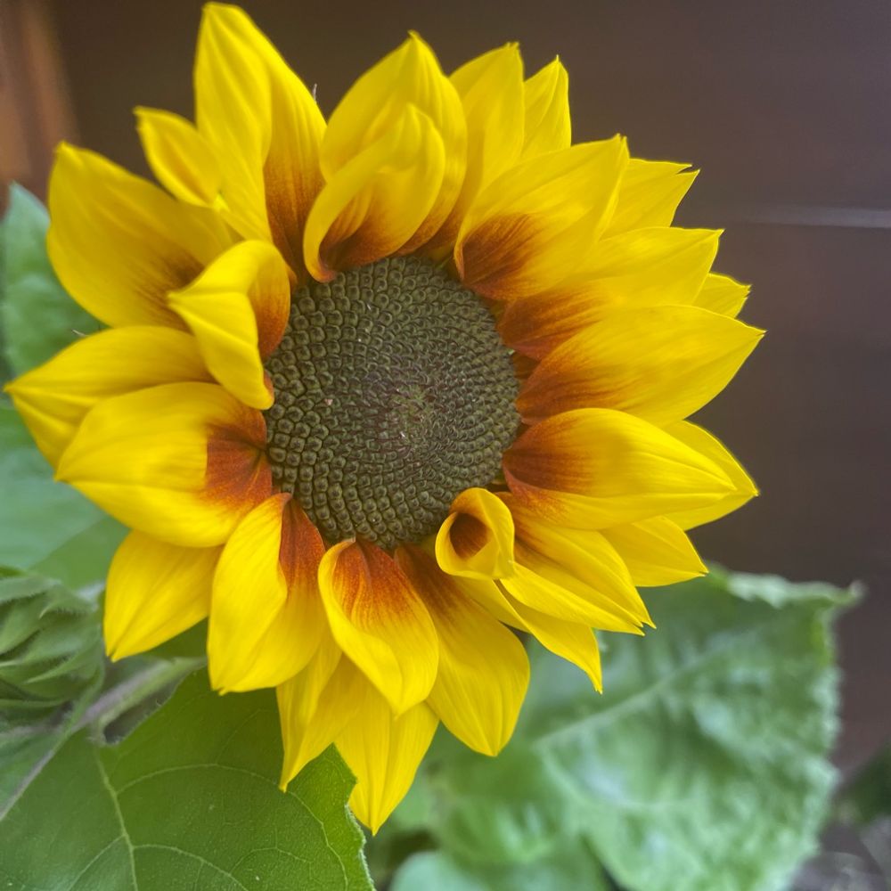 Sunny