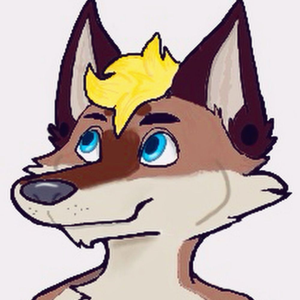 Kooper The Coyote new