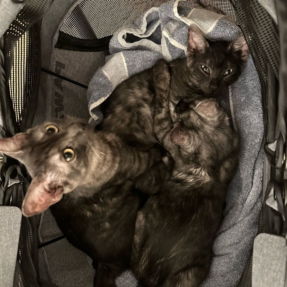 Triple Kittens