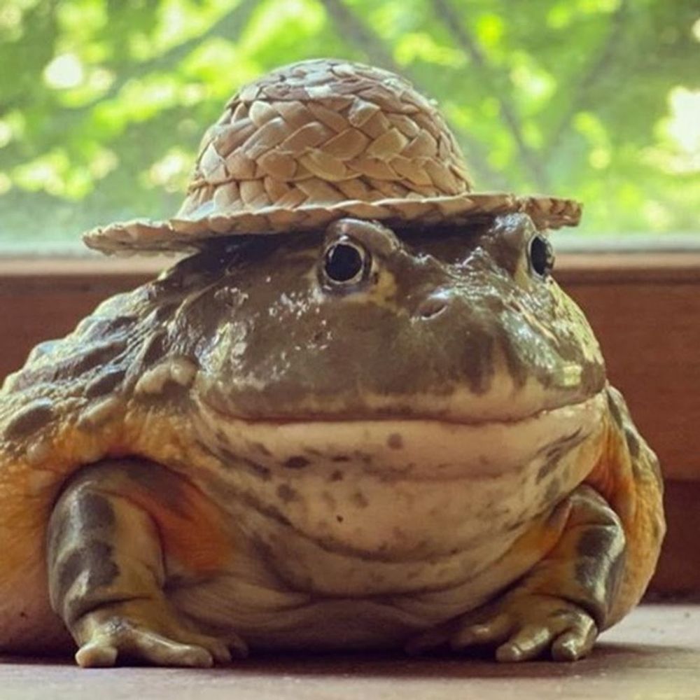Faune Cool