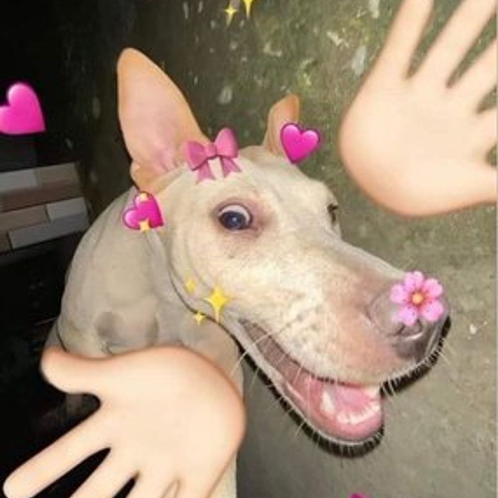 Silly Doggo Man