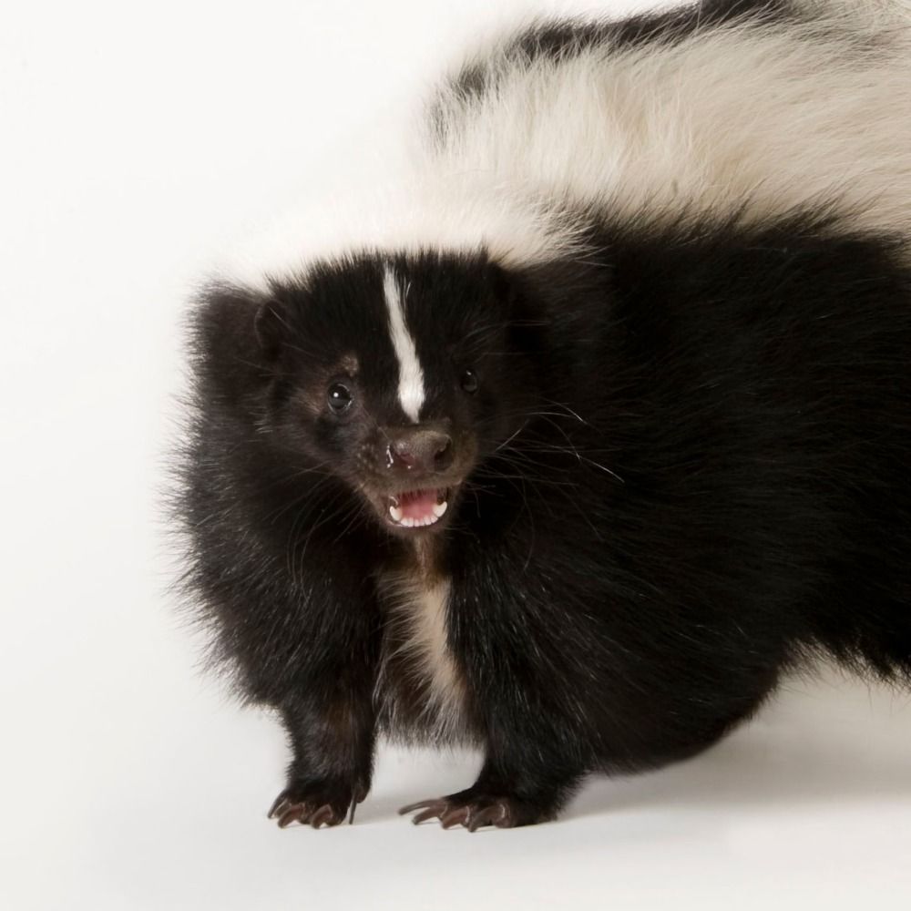 skunk every hour