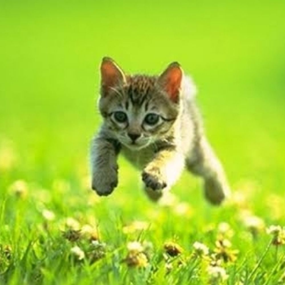 ShiningCat