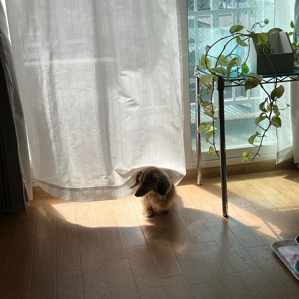 シング
