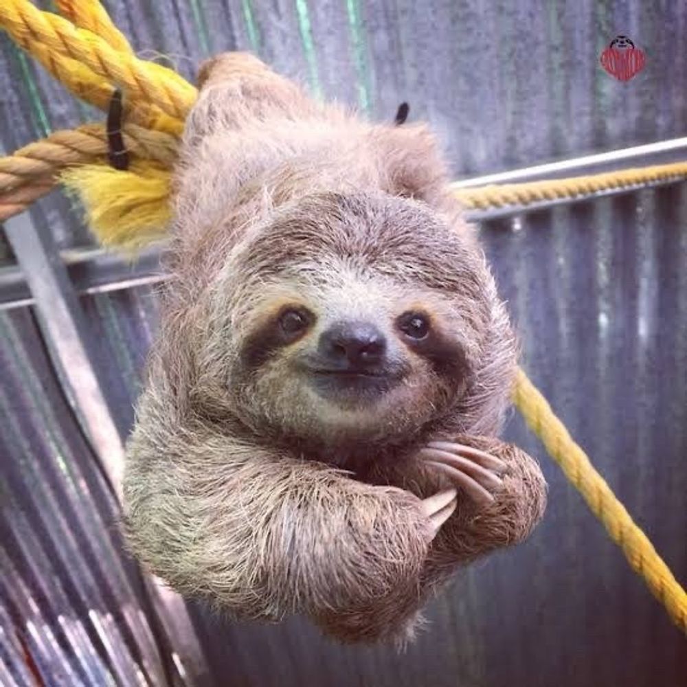 ナマケモノ🦥