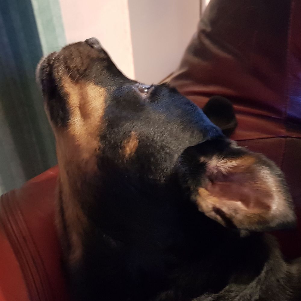 Cora