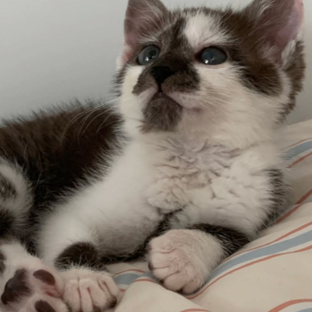 Agnes🐱🐱🐈