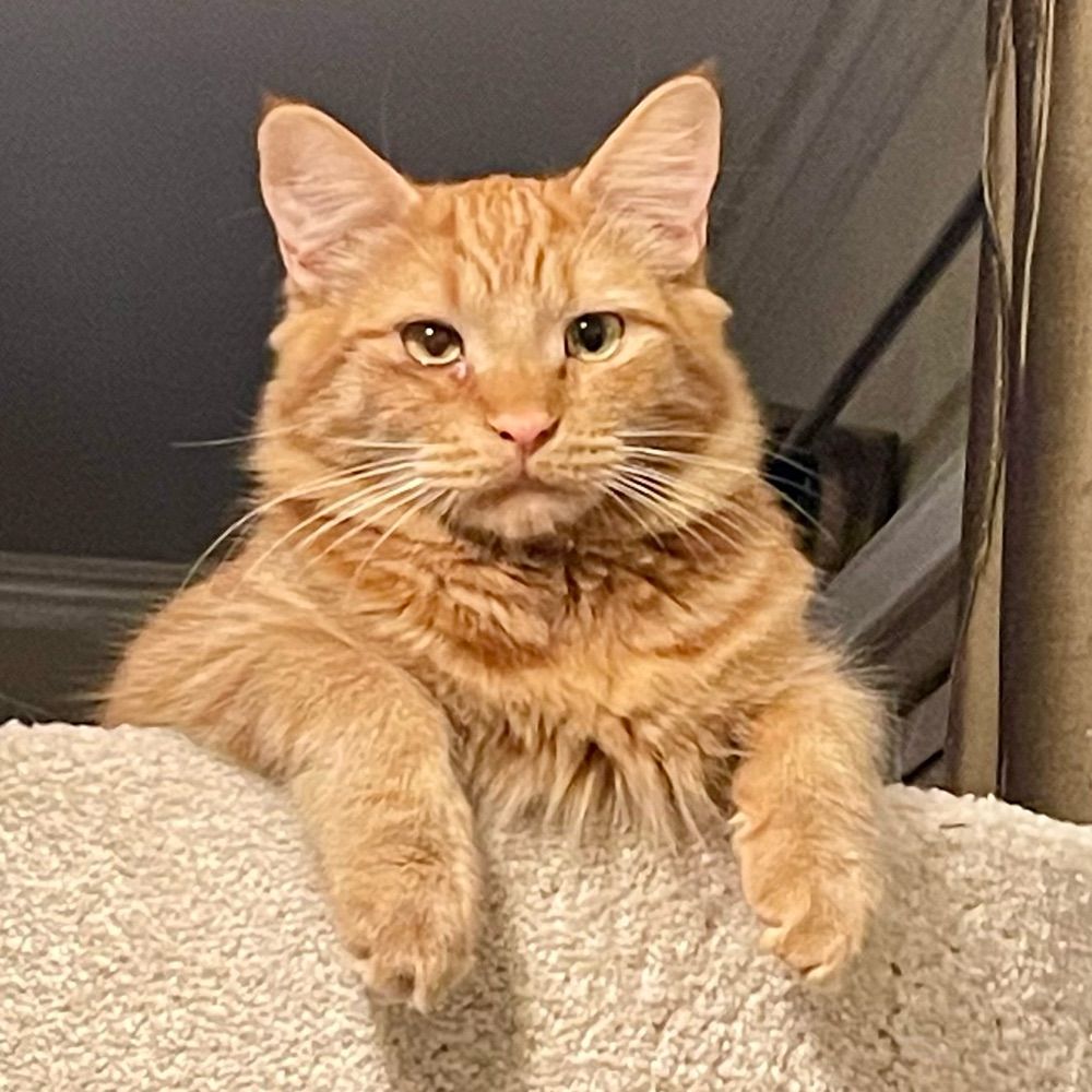 Cali Cat