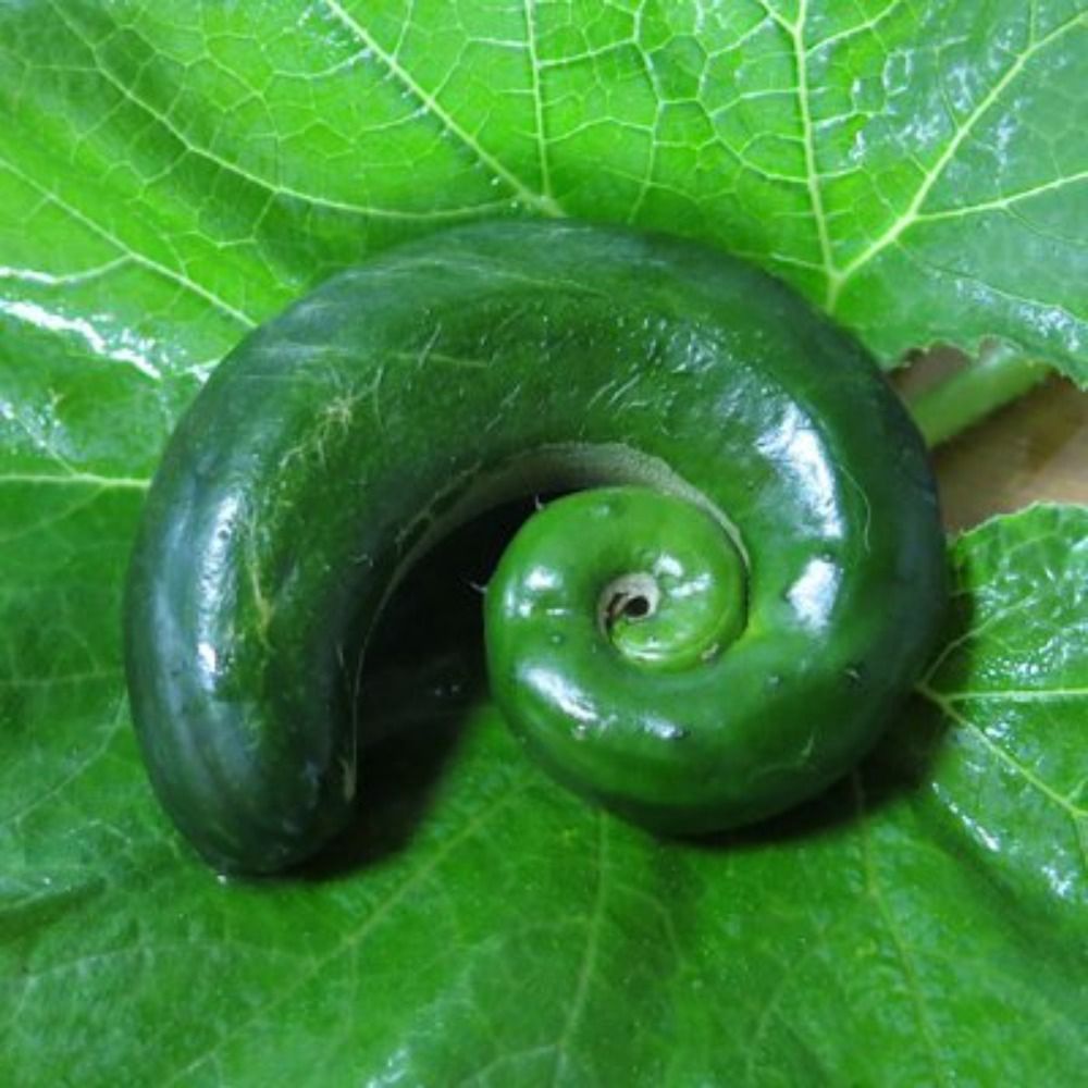 菜々笹