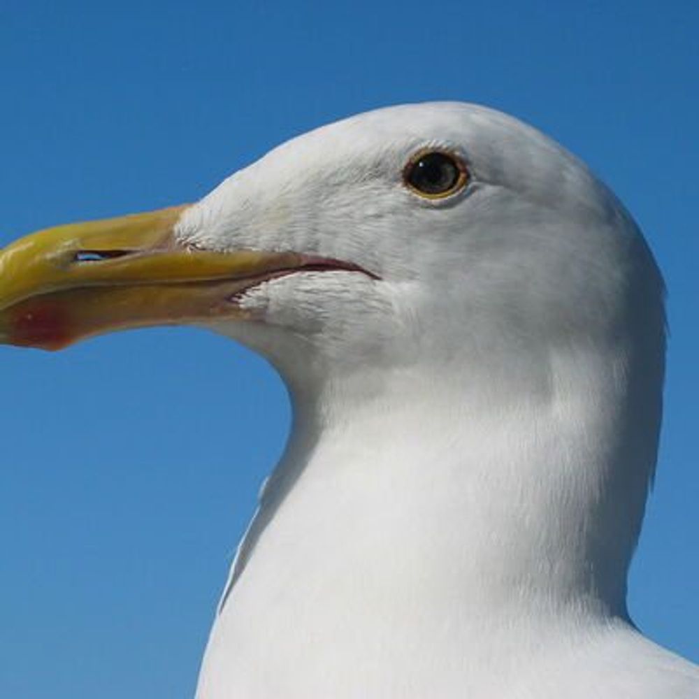 Wikimedia Bot