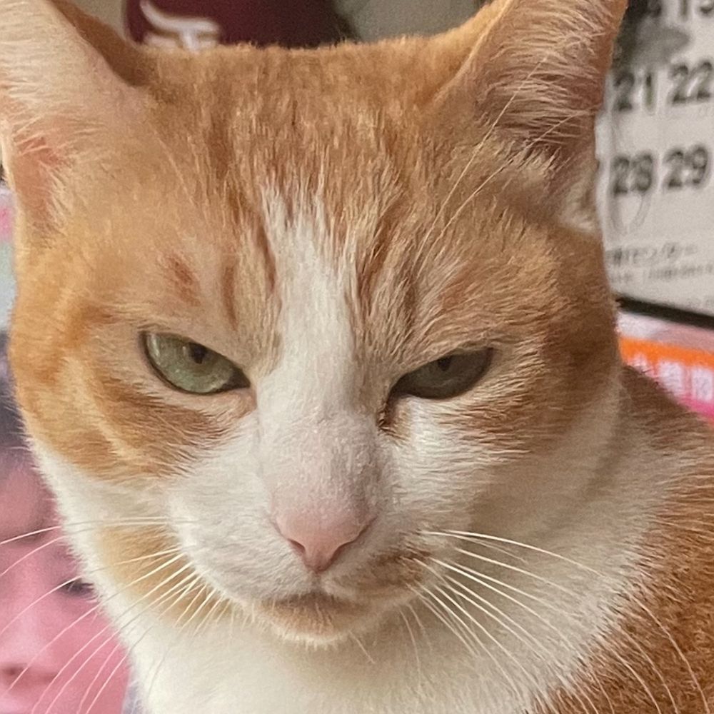 姫猫