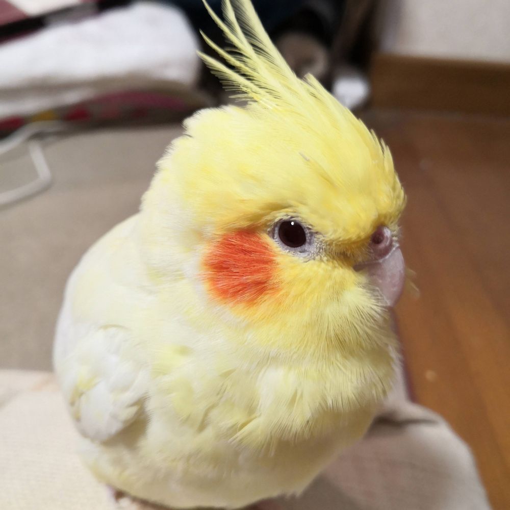 絹さや
