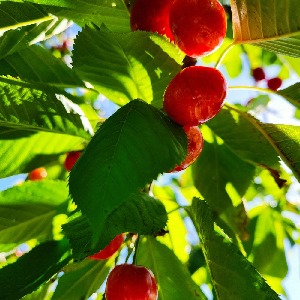 Probably a Cat in a Cherry Tree