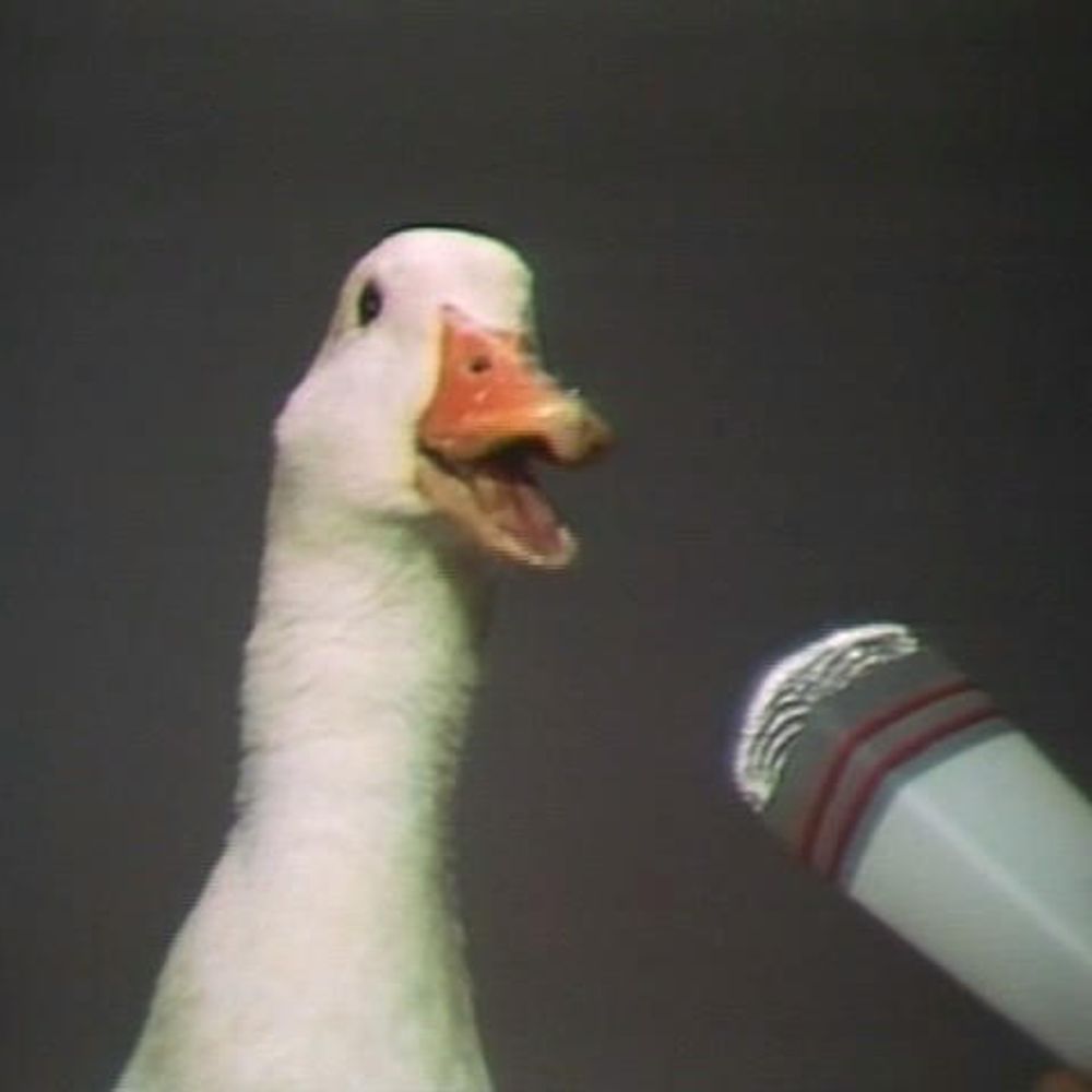 The 39 Ducks