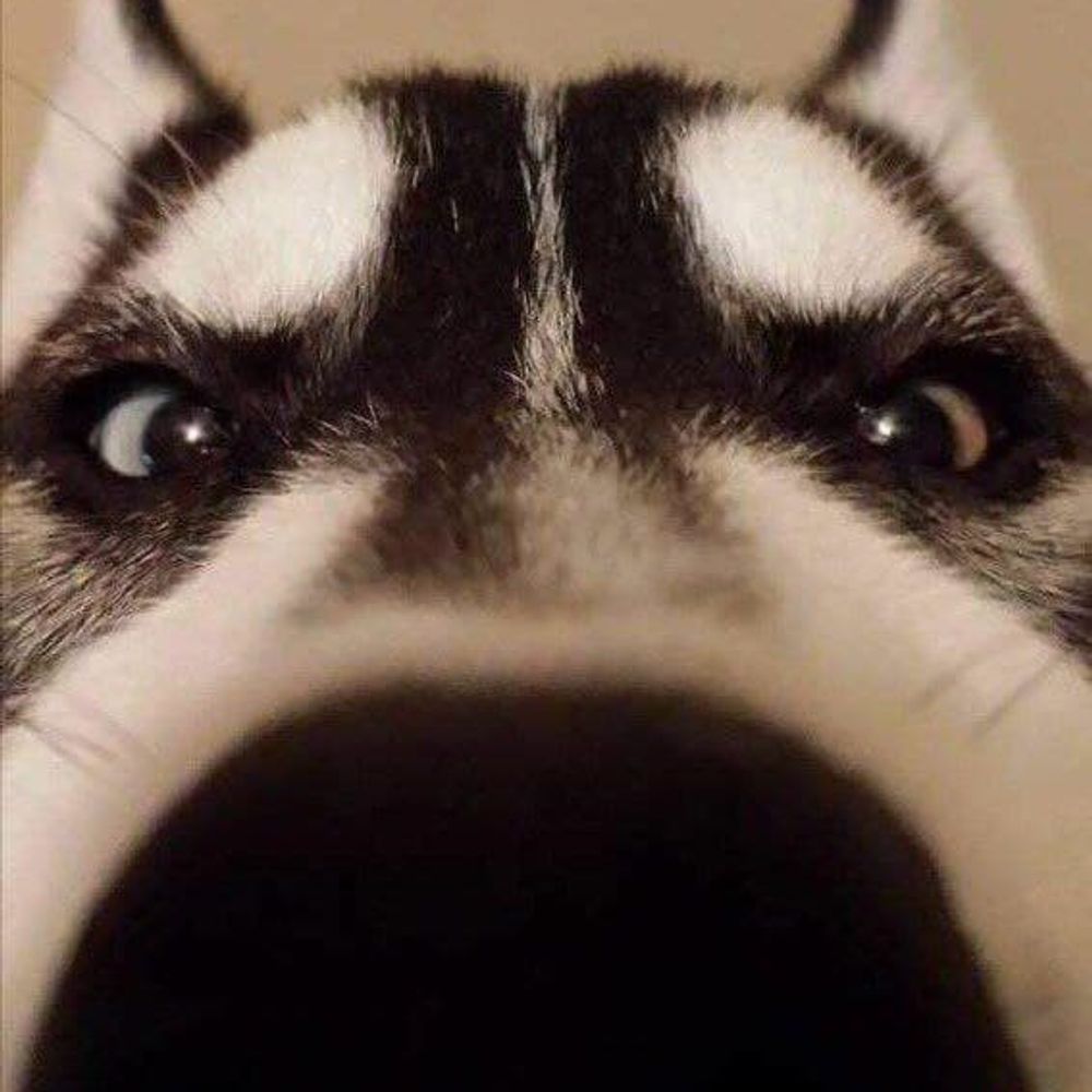 cobalt but gayer somehow