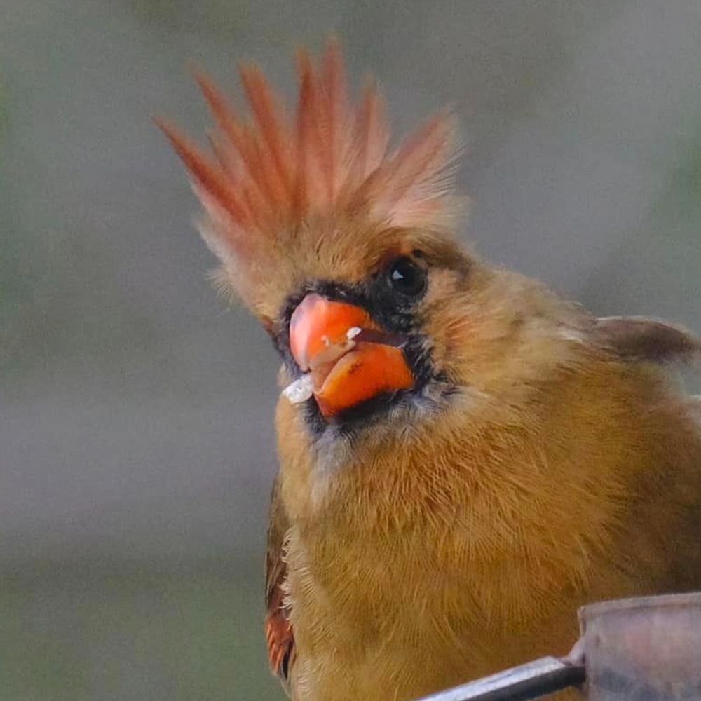 LexieLou McBirdy
