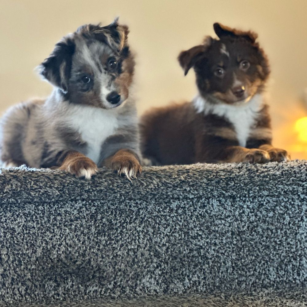 Giawinters