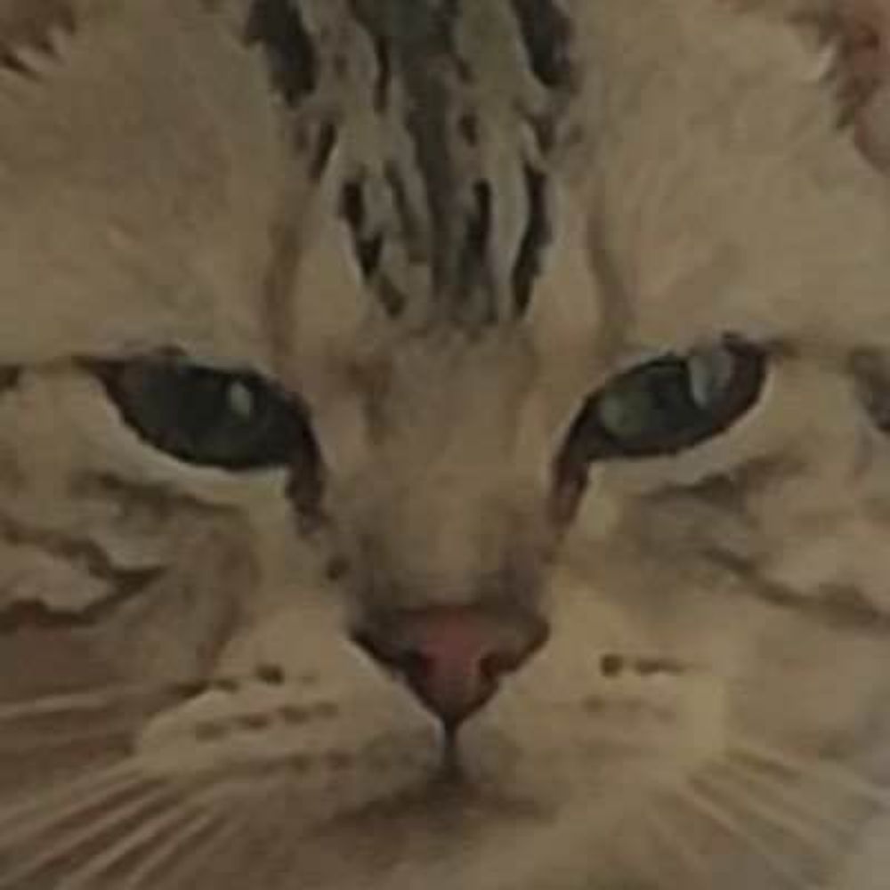 じろいぬ